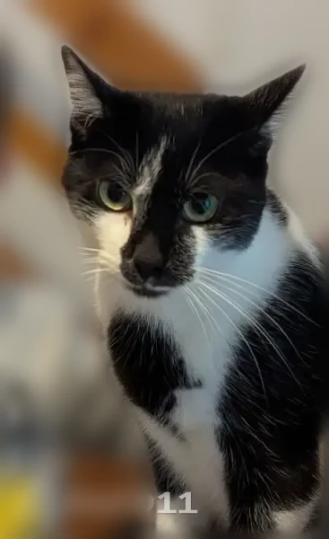 Chat perdu, Allée des Charmes, 4, Landevieille, Bretignolles-sur-Mer - peureux avec les inconnus - photo