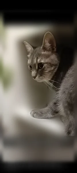 Chat perdu mâle, Rue de Normandie, 32, Clamart, Paris - gris et tigré gris et blanc - photo