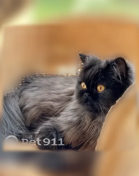 Chat perdu, femelle, Rue Lesdiguières, 41, Grenoble - chat noir à poils longs - photo