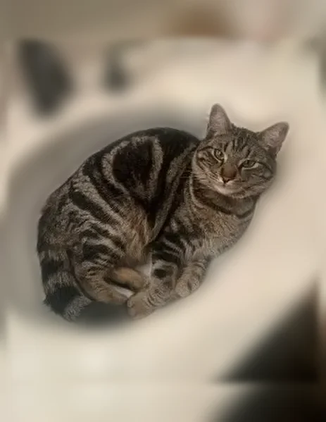 Lost cat, Dalton Street, Chino - male brown tabby with a black collar - photo