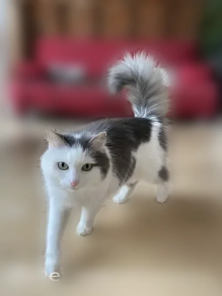 Chat perdu, Cour Carbonnet, 4, Paris - femelle, très peureuse - photo