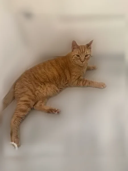 Found cat, Irving Park Road, 748, Roselle - male, small, orange tabby with a white-tipped tail - photo