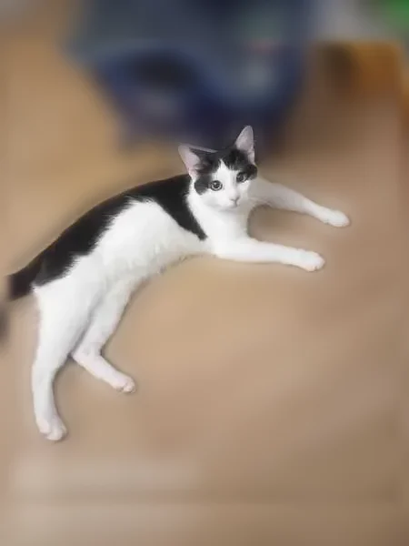 Chat perdu mâle, Place de la Mairie, Quincy-Voisins, Paris - yeux verts-jaunâtres - photo