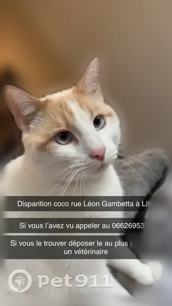 Chat perdu mâle, Rue Léon Gambetta, Lille, Paris - blanc et roux, yeux bleus - photo