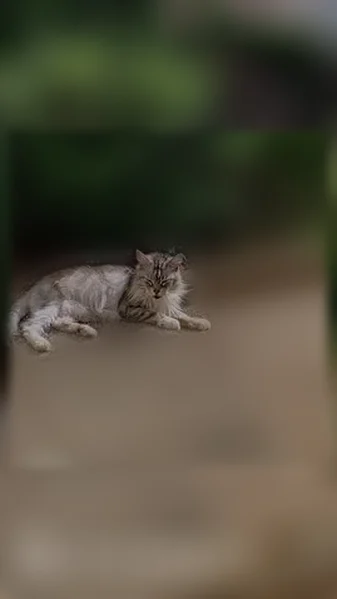 Chat perdu femelle, Avenue Jean Jaurès, 131, Lyon - femelle Maincoon grise et blanche - photo