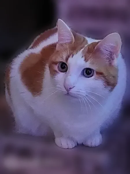 Chat perdu mâle, Résidence le Jardin du Pargo, 8, Vannes - roux et blanc - photo