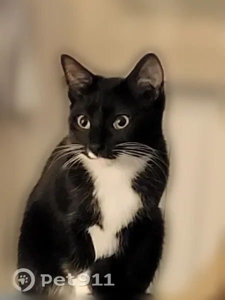 Chat perdu, Rue Kageneck, 17, Strasbourg - femelle, petite chatte noire aux yeux jaunes - photo