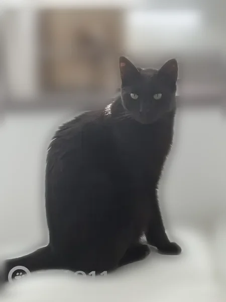 Chat perdu mâle, Rue Maurice Thorez, 44, Sérignan - noir, poil ras - photo