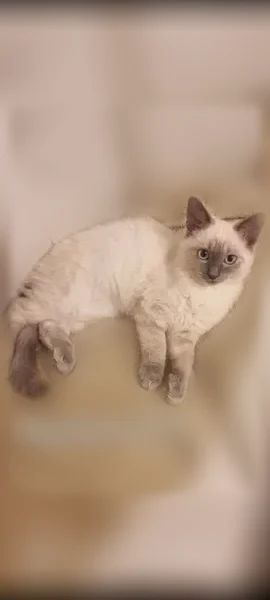 Chat perdu mâle, Chemin du Plo de la Roque, 4, Mazamet - photo