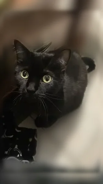 Chat perdu mâle, Rue Hélène Boucher, 140, Miramont-de-Guyenne - chat noir, castré - photo