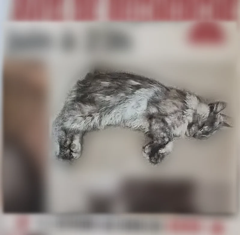 Chat perdu, Route de la Roderie, 53, Bouaye - mâle, poils gris longs - photo