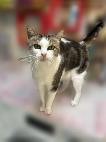 Chat perdu femelle, Chemin de l'Église, 16, Saucats - petit chat tacheté blanc/gris/noir - photo