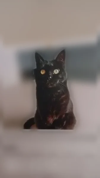 Chat perdu, femelle, Avenue de Courrèges, Yvrac - noire, yeux verts jaune - photo