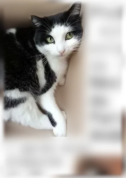 Chat perdu, femelle, Rue du Parc, 17, Paris - difficile à approcher - photo