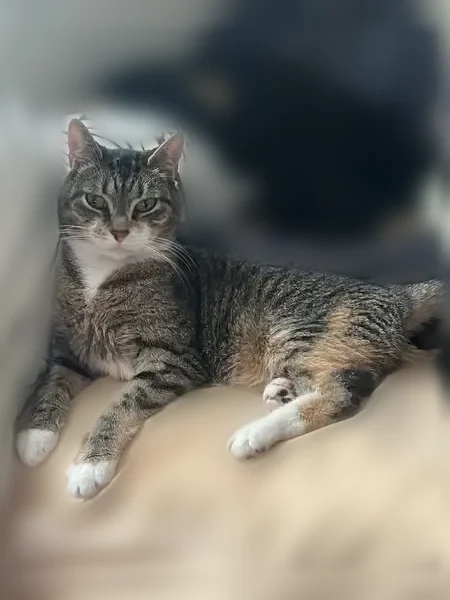 Lost cat, Yale Avenue, 526, Morton - female, white socks on all four paws - photo