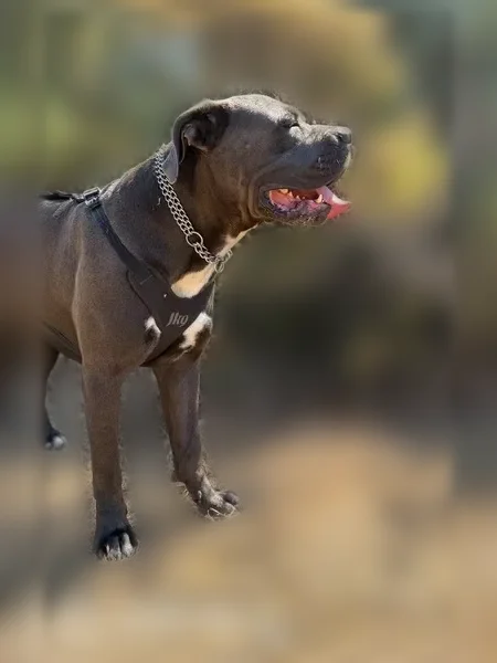 Chien perdu mâle, Marguerittes, chaîne autour du cou - photo