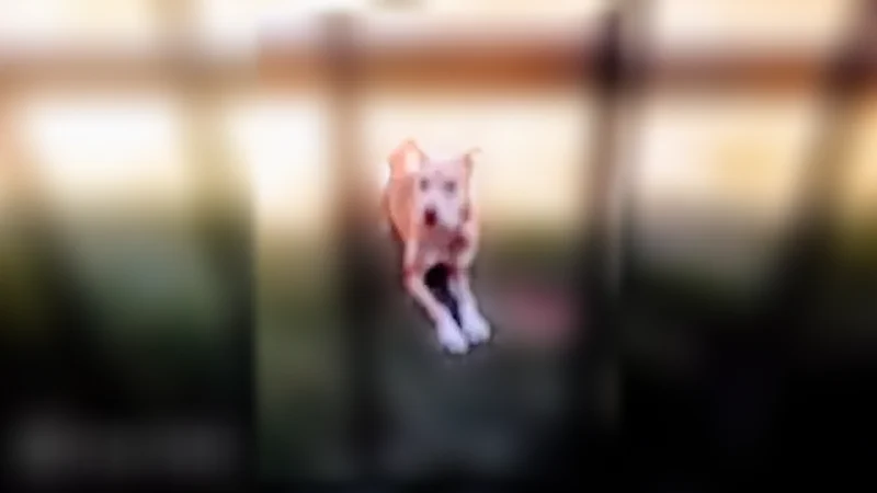 Lost dog, Lera Street, 11222, Houston - female, slim, golden brown - photo