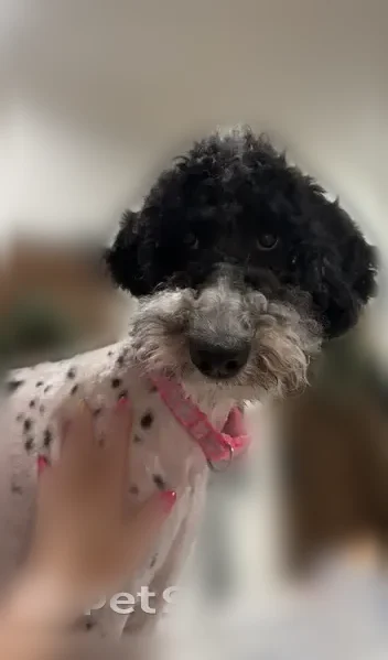 Lost dog, female, Nomoe Road, Arkansas, Richardson - black and white standard poodle, pink collar - photo