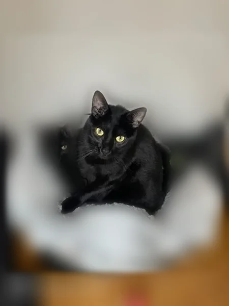 Chat perdu, mâle, Tramoyes, Paris - noir, castré - photo