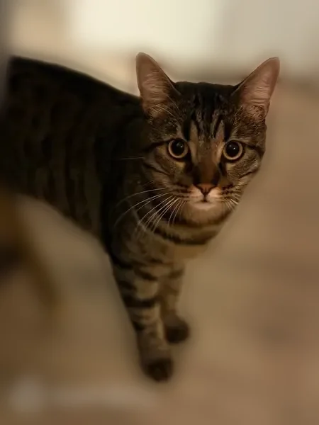 Perdu chat mâle, Place Croix Blanche, 18, Pont-du-Château, Nîmes - très peureux - photo