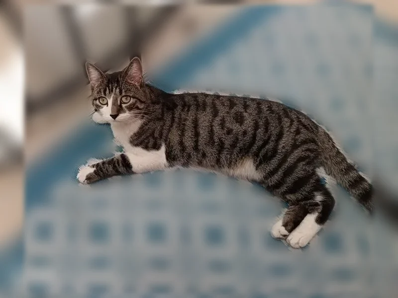 Chat perdu mâle, Sarreguemines, Paris — craintif, castré et pucé - photo
