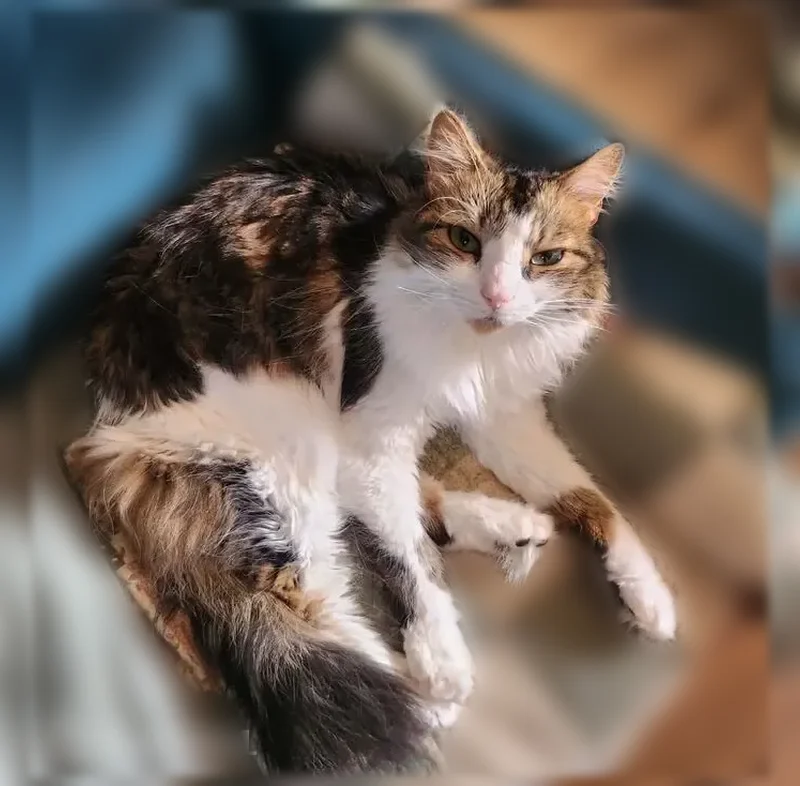 Chat perdu mâle, Rue de la Libération, Éloyes, Nancy - très peureux, identifiable par une puce - photo