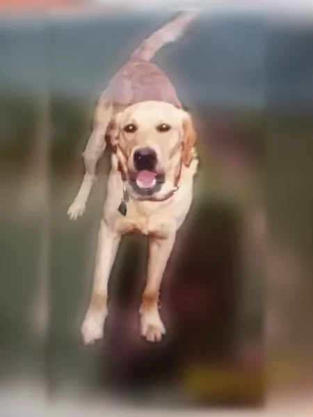 Lost dog, Arlington - yellow lab retriever hunting dog - photo