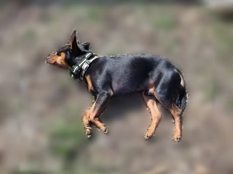 Lost dog, male, Rineyville-Big Springs Road, 1255, Radcliff — black Minpin with rust markings - photo