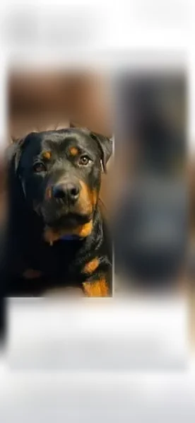 Lost dog, County Road 211, Arkansas, Tulsa - male rottweiler with a blue collar - photo