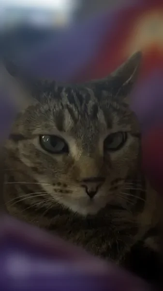 Lost cat, Ridgecrest Road, 2514, Bryant - female, very shy - photo