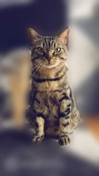 Chat perdu, Rue de Lucenay, 34, Les Mureaux, mâle - photo