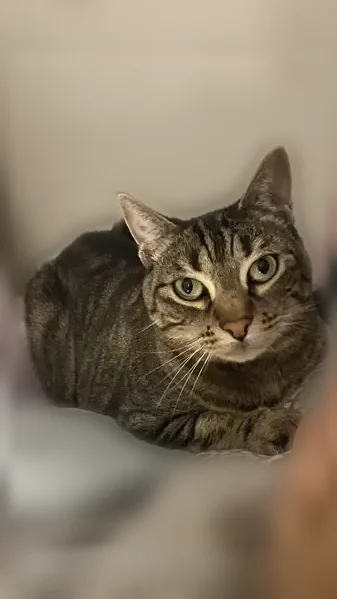 Chat perdu femelle, Rue Falguière, 106, Paris - femelle tigrée avec un cœur blanc sur le ventre - photo