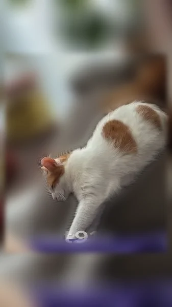 Chat perdu mâle, Rue Louis Bergot, Lille - roux et blanc - photo