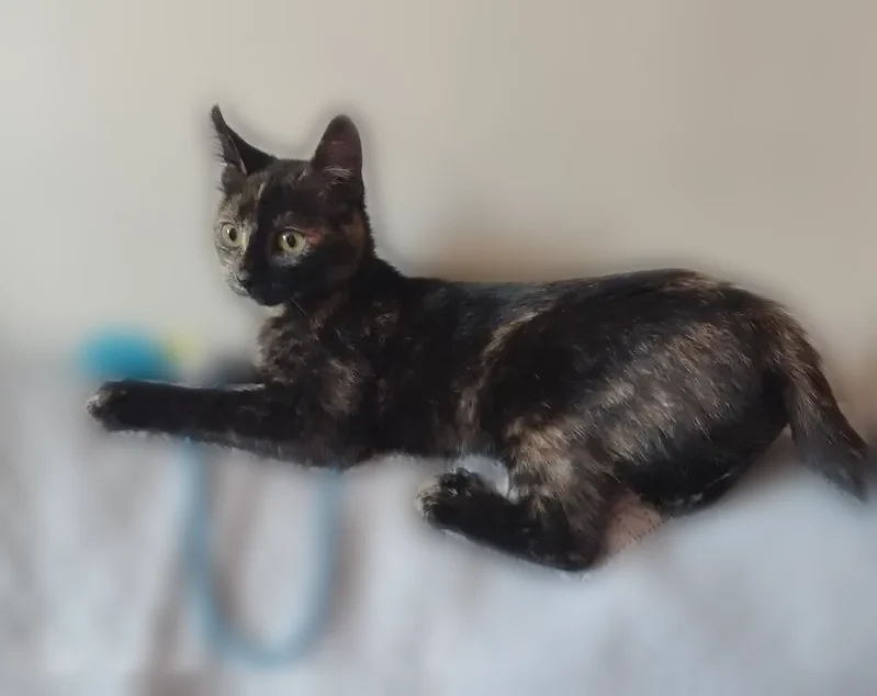 Chat perdu femelle, Allée du Stade, 11, Cheniménil, Lyon - très petit gabarit - photo