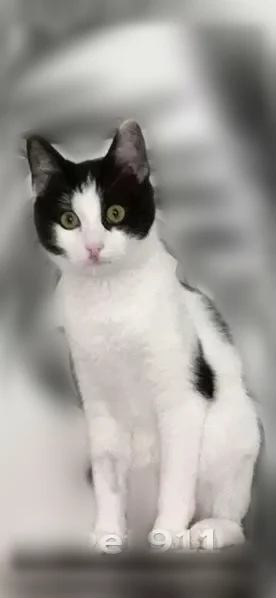 Chat perdu femelle, Rue Colonel Henri Rol Tanguy, Vaulx-en-Velin - blanche avec grandes taches noires, pucée - photo