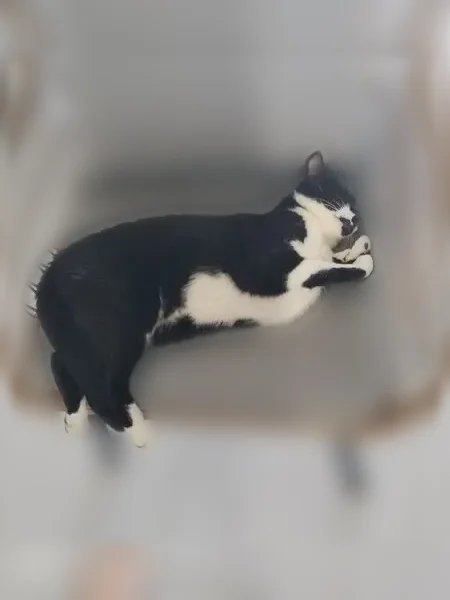 Chat perdu femelle, Rue du Danilo, Givrand, Lyon — très sociable - photo