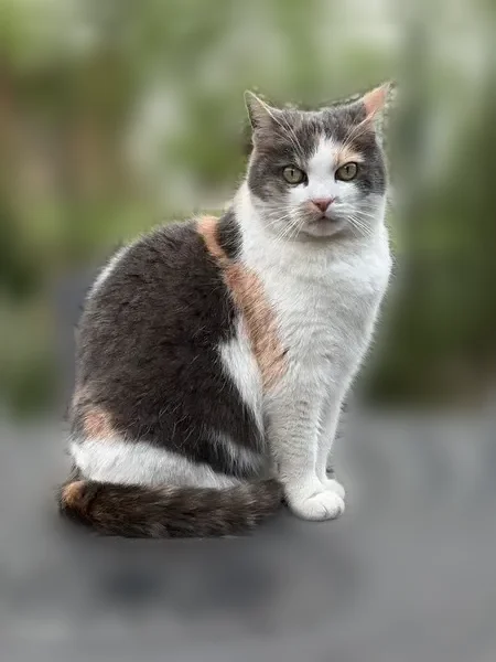 Chat perdu, femelle, Avenue Jean Jaurès, 75, Vandœuvre-lès-Nancy - petite chatte tricolore très craintive - photo