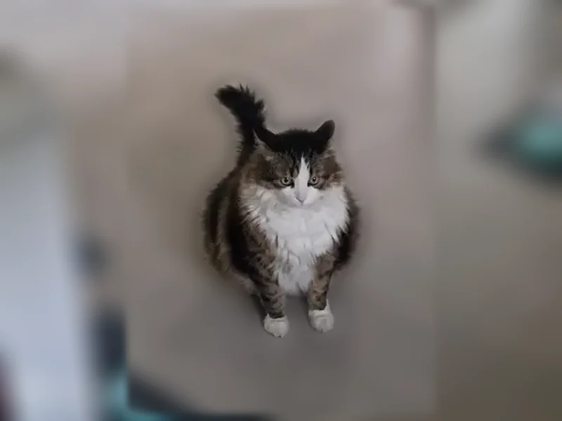Chat perdu mâle, Chemin de la Chenevière, 6B, Gallargues-le-Montueux, Paris - grand chat à poils longs - photo