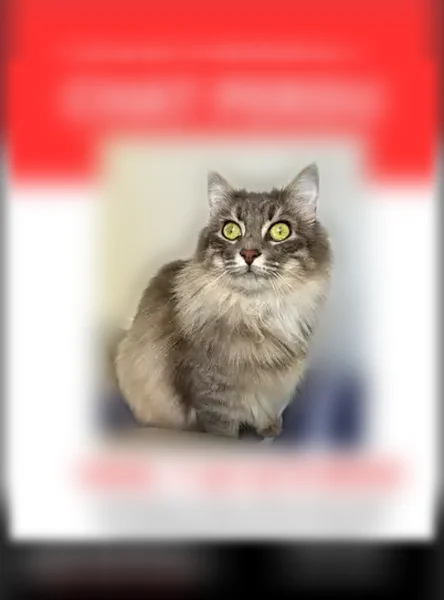 Chat perdu, Rue Monsarrat, 55, Bordeaux — femelle, grise et blanche à poil long, plutôt craintive - photo