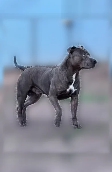 Lost dog, Grant Avenue, Altus - male, brindle Pit Bull, white upside-down Y on chest - photo