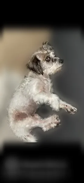 Lost dog, Brockbank Drive, 9501, Fort Worth - male - friendly - photo