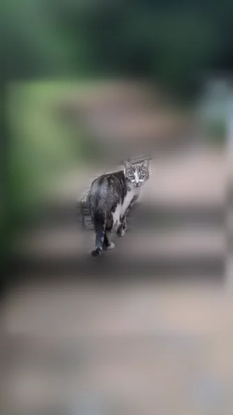 Chat perdu femelle, Rue impasse du boues, Capvern - petite et mince - photo
