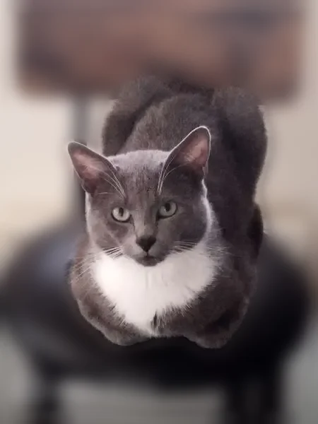 Chat perdu, mâle, Étaples - chat très craintif - photo
