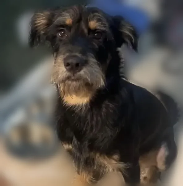 Lost dog, Cunningham Drive, Carrollton, Covington - wiry-haired, black and brown - photo