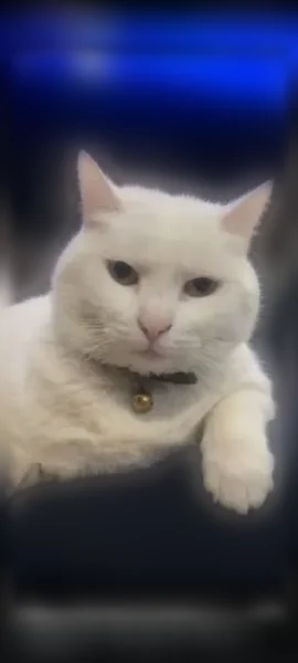 Chat perdu femelle, Rue Pasteur, 38, Erquinghem-Lys — tout blanche, peureuse - photo