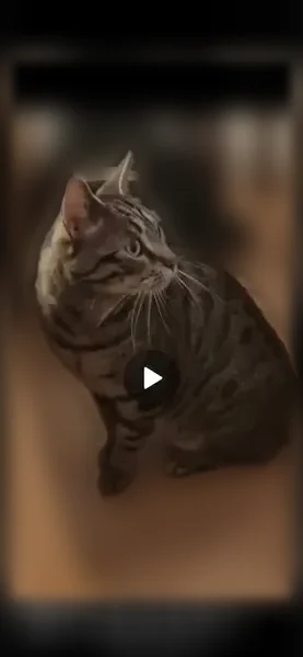 Chat perdu mâle, Place Charles Fillion, 20, Paris - très peureux, sans collier - photo
