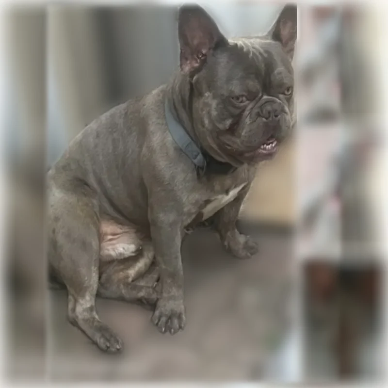 Lost dog, Cherrywood Avenue, Dallas - friendly French bulldog with grey/blue coat - photo