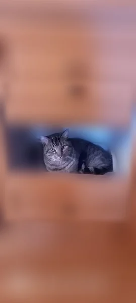 Chat perdu mâle, Chemin de l'Etang de Savoie, 1, Hermeray, Épernon - amputé de la patte arrière droite - photo