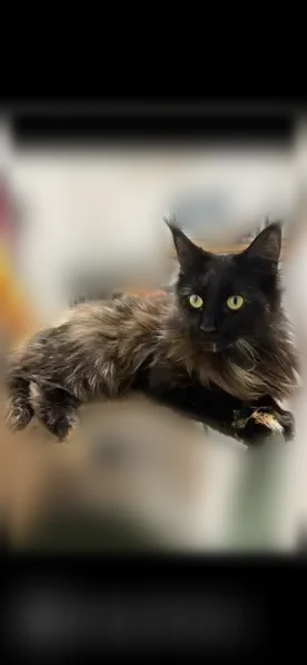 Chat perdu, Allée George Sand, 2, Viry-Châtillon, Paris - femelle croisement Maine coon - photo