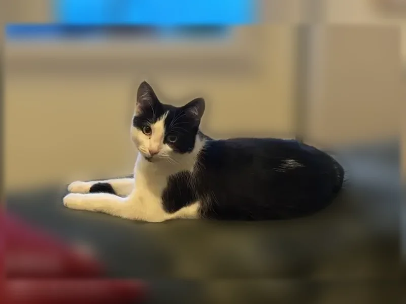 Chat perdu mâle, Rue du Tiers-Etat, 20, Carmaux — blanc et noir - photo